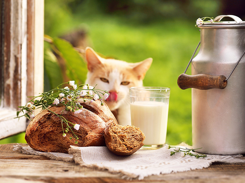 Frühstück Brot und Milch mit Katze
